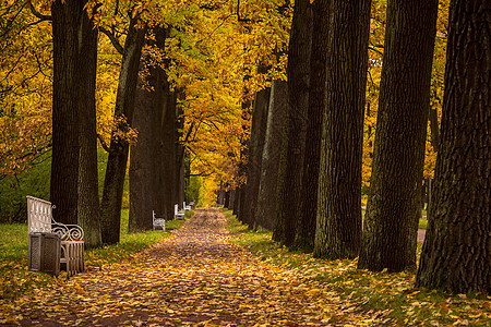 俄罗斯秋季最美的皇家园林叶卡捷琳娜宫花园秋色图片