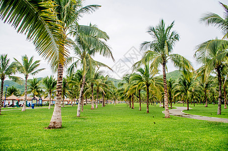 芽庄珍珠岛椰子树林图片