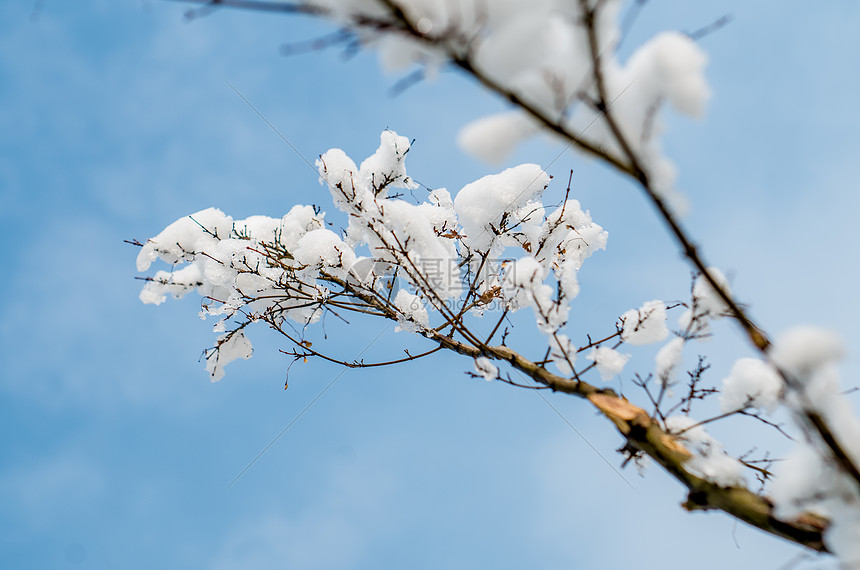 树枝上的积雪图片