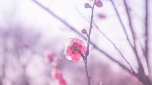 紫粉色紫蓬山冬日盛开的梅花背景