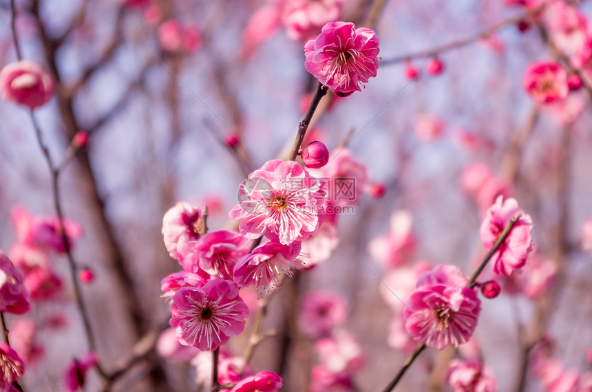 紫蓬山冬日盛开的梅花图片