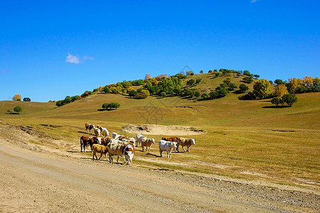 内蒙古自治区乌兰布统天太永景点图片