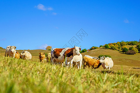 牛肉干字体内蒙古自治区乌兰布统天太永景点背景