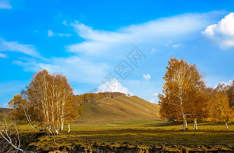 内蒙古自治区乌兰布统杨树背景点高清图片