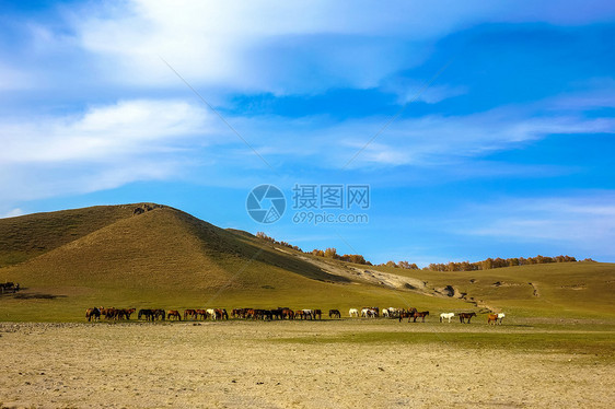 内蒙古自治区乌兰布统杨树背景点图片