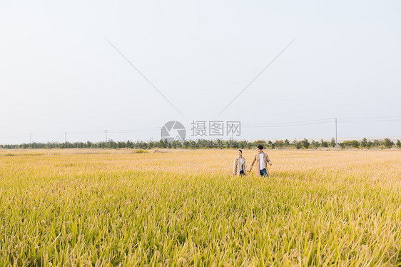 情侣走在稻田里图片