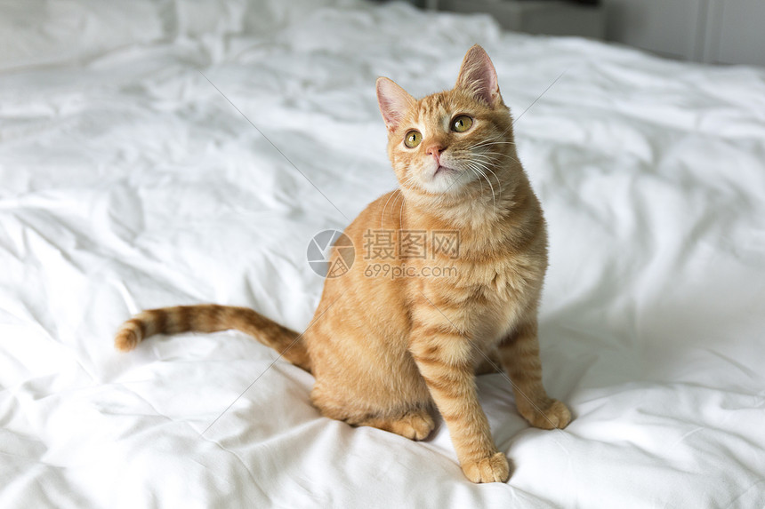 橘猫高清图片下载 正版图片 摄图网