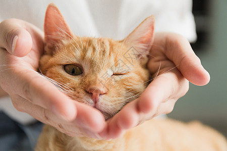 橘猫动物猫背景高清图片