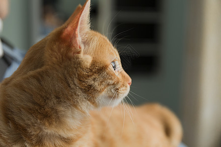 喵星人橘猫高清图片下载-正版图片501089716-摄图网