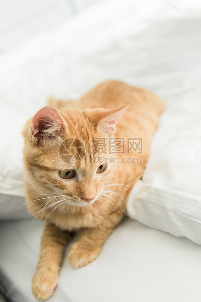 橘猫高清图片下载-正版图片501089674-摄图网