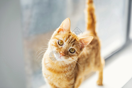 可爱的小橘猫喵星人橘猫背景