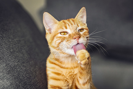 喵星人橘猫动物日幼猫高清图片