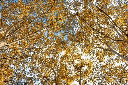 秋天梧桐树图片