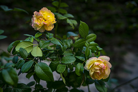 月季花背景图片