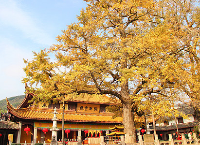 浙江省宁波市奉化区溪口镇雪窦寺古寺庙银杏树背景图片