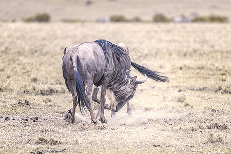 肯尼亚马赛马拉平原的角马图片