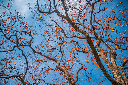 秋天果树果实累累的柿子树背景