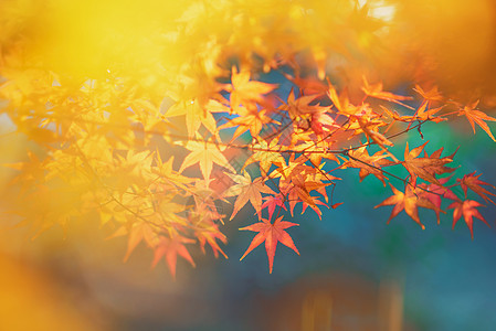金色叶子边框橙红色枫叶背景