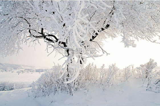 冬季雪景图片