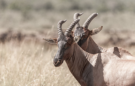 非洲肯尼亚马赛马拉大草原上的狷羚背景图片