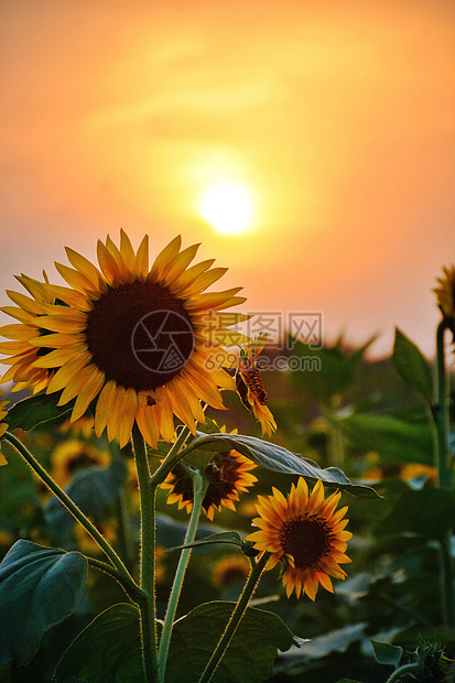 秋天向日葵夕阳图片