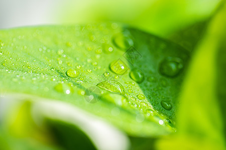 水水珠清新水珠绿叶背景