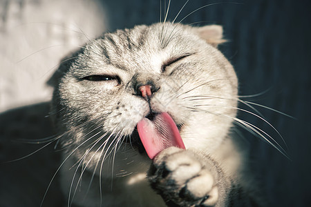 猫背景 猫摄影图片 猫壁纸 摄图网