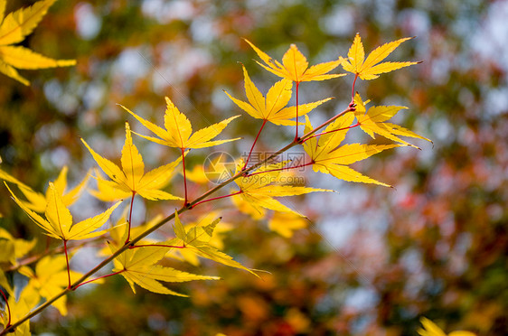 南京栖霞山的枫叶图片