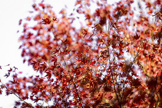 秋季盛开的枫叶图片