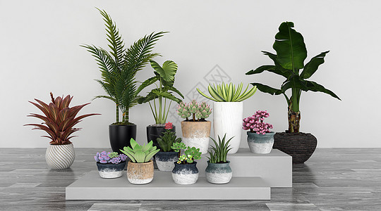 植物盆栽背景图片