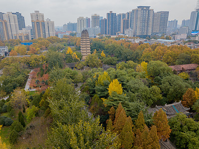 西安小雁塔秋色背景图片