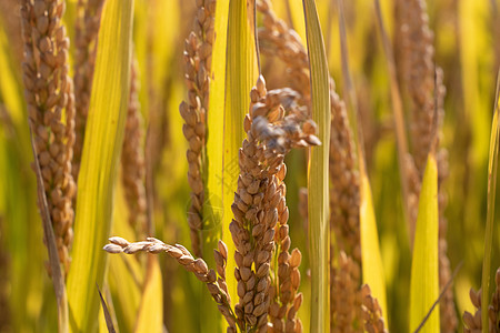 农民收获水稻背景