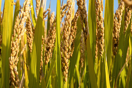 秋季丰收芒种时节水稻背景
