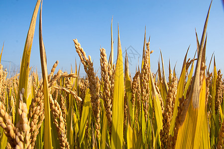 芒种时节水稻背景图片