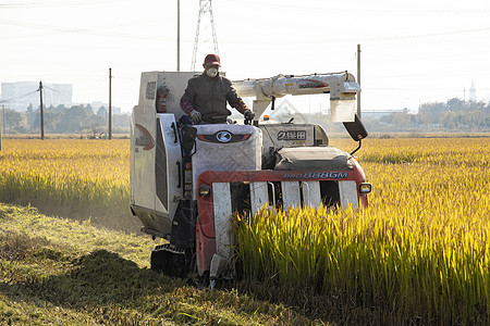 收割水稻背景图片