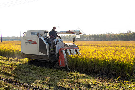 收割水稻背景图片