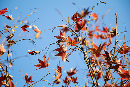 秋天枫叶蓝天高清图片素材