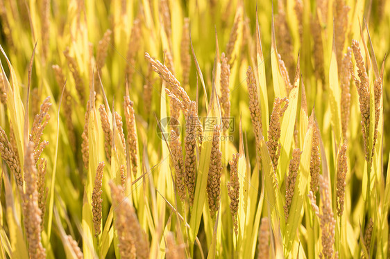 芒种时节水稻图片