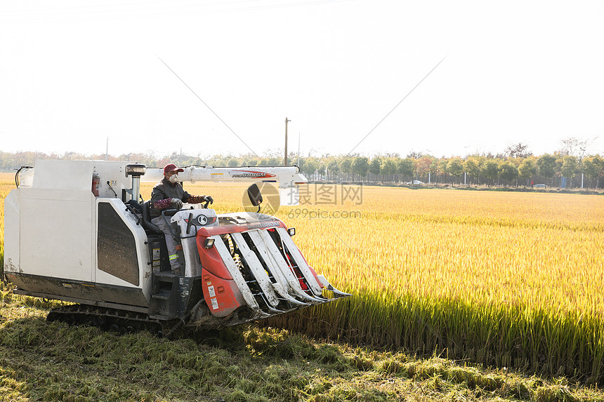 芒种时节农民伯伯收隔水稻图片