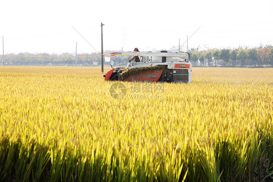 芒种时节农民伯伯收割水稻图片