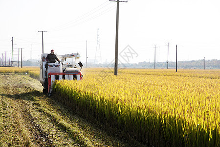芒种时节农民伯伯收割水稻图片