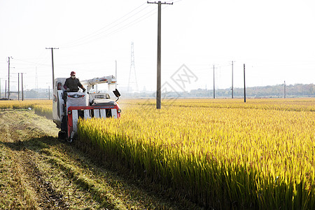 农民伯伯收割水稻高清图片