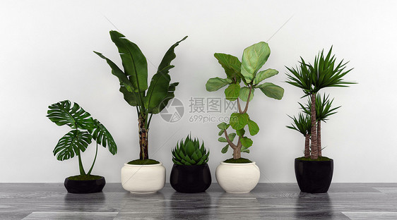 植物盆栽图片