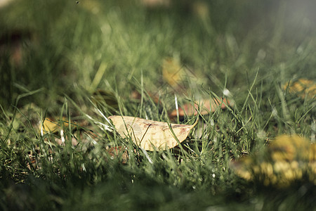 午后阳光下的草坪落叶图片