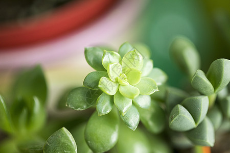 植物多肉图片