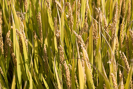 秋天里的水稻背景图片