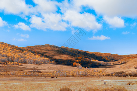 坝上秋景内蒙古坝上秋色背景