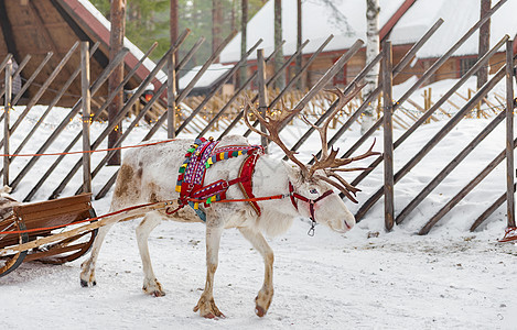 北欧芬兰洛瓦涅米圣诞老头人村驯鹿拉雪橇图片