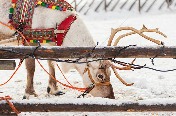 北欧芬兰洛瓦涅米圣诞老头人村驯鹿拉雪橇图片