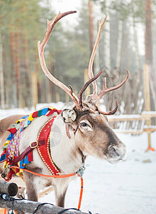 北欧鹿北欧芬兰洛瓦涅米圣诞老头人村驯鹿拉雪橇背景